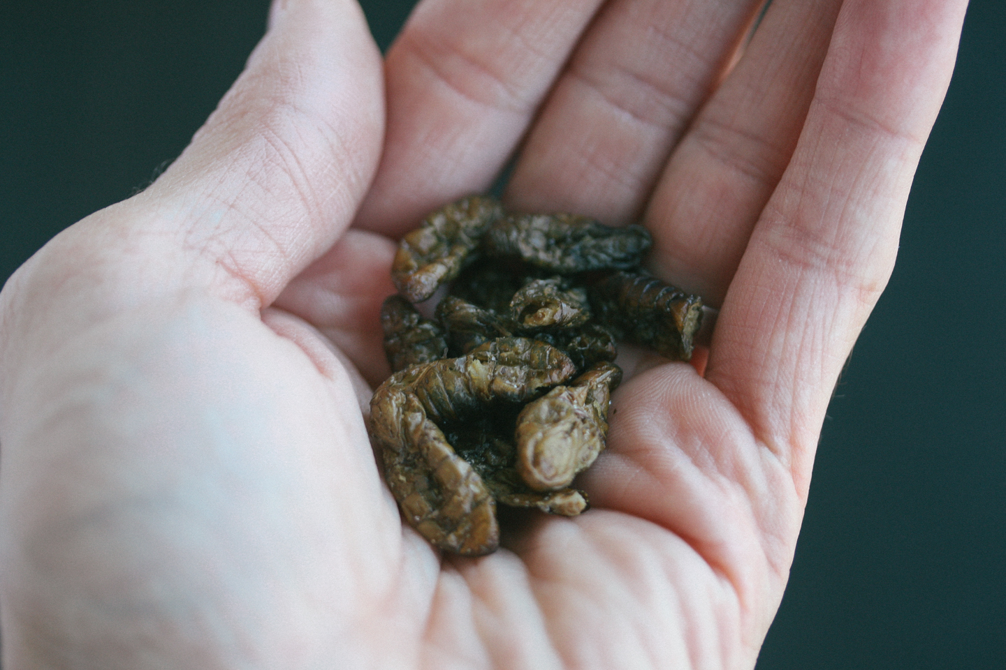 Silkworm closeup