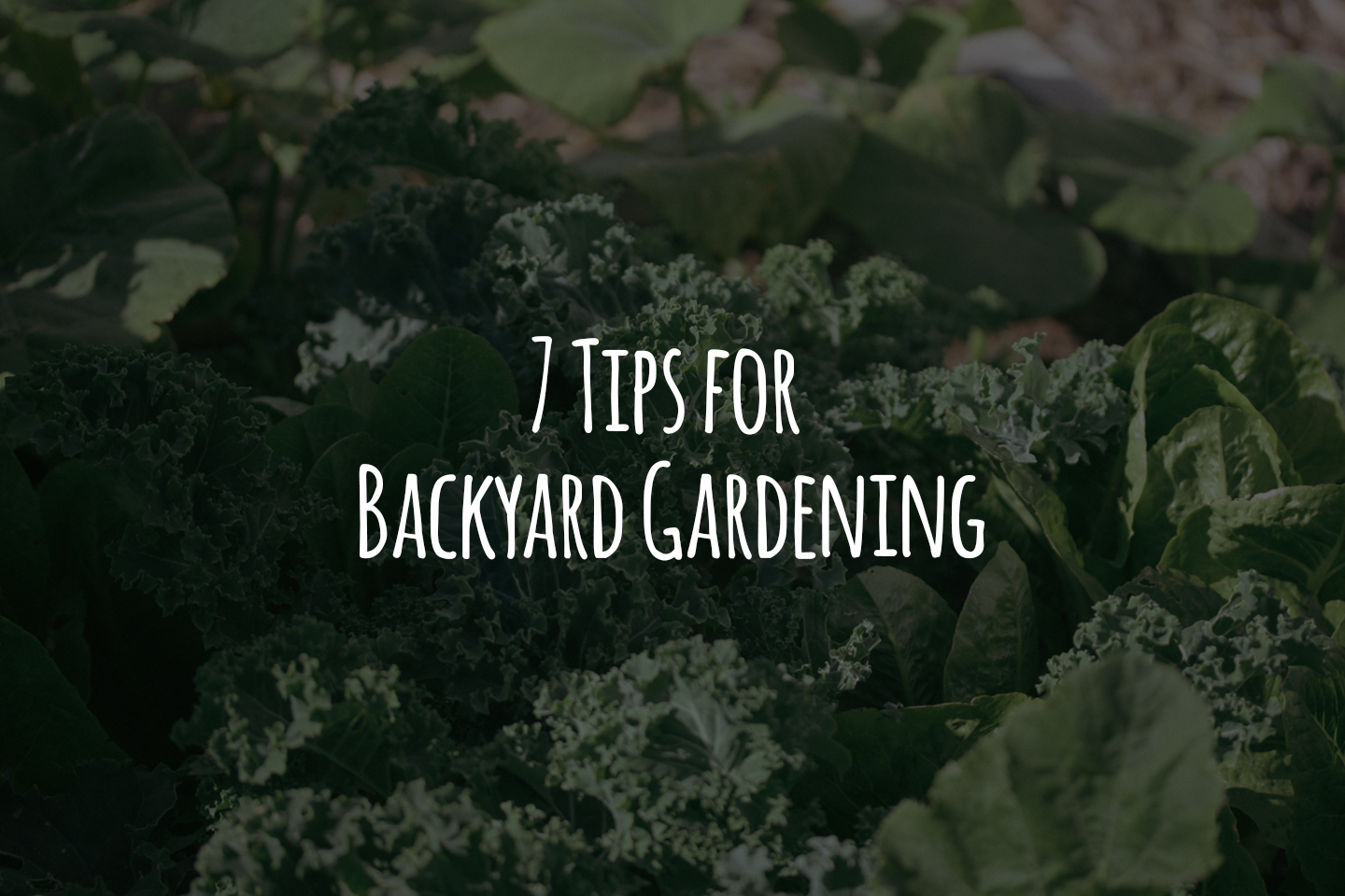 7 Tips for Backyard Gardening