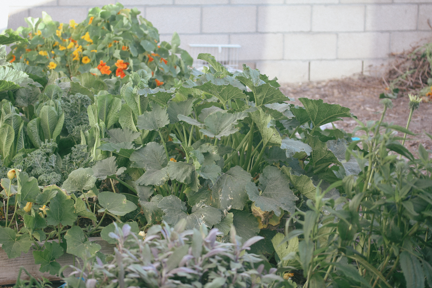 Backyard Garden